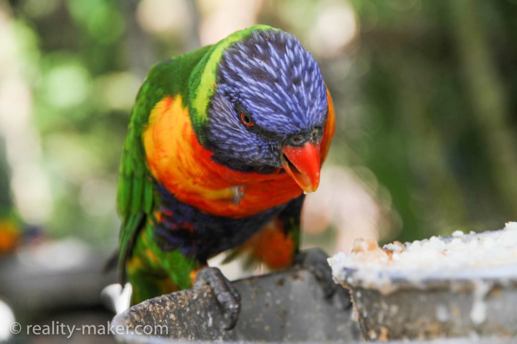 попугай Лорикен в Австралии