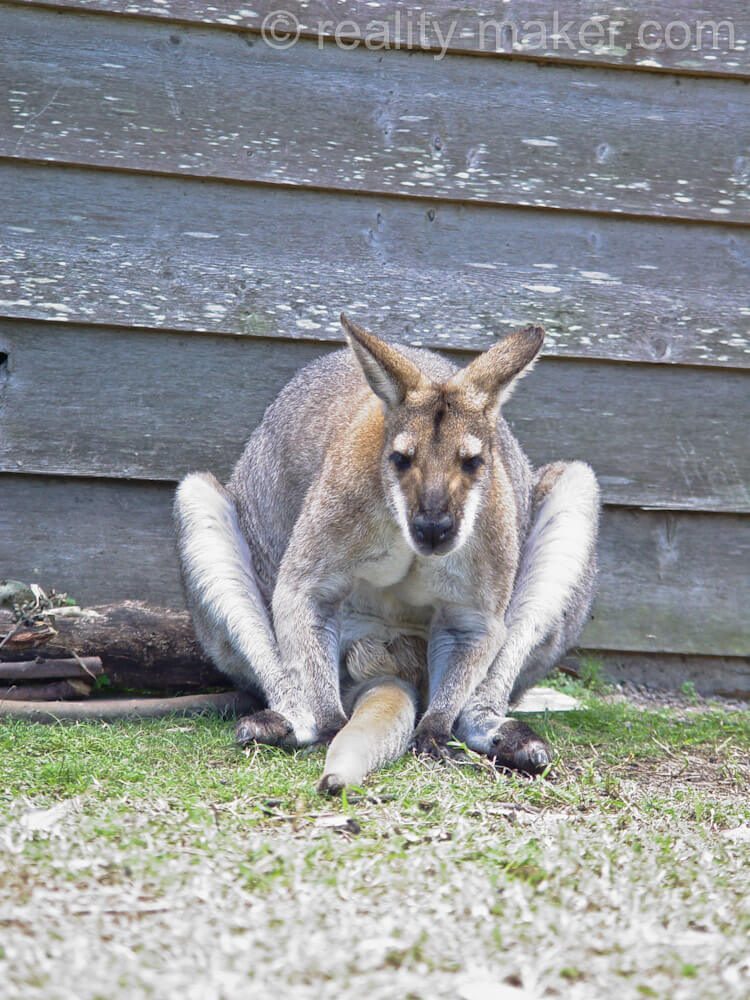 Зоопарк в Австралии Lone Pine Koala Sanctuary
