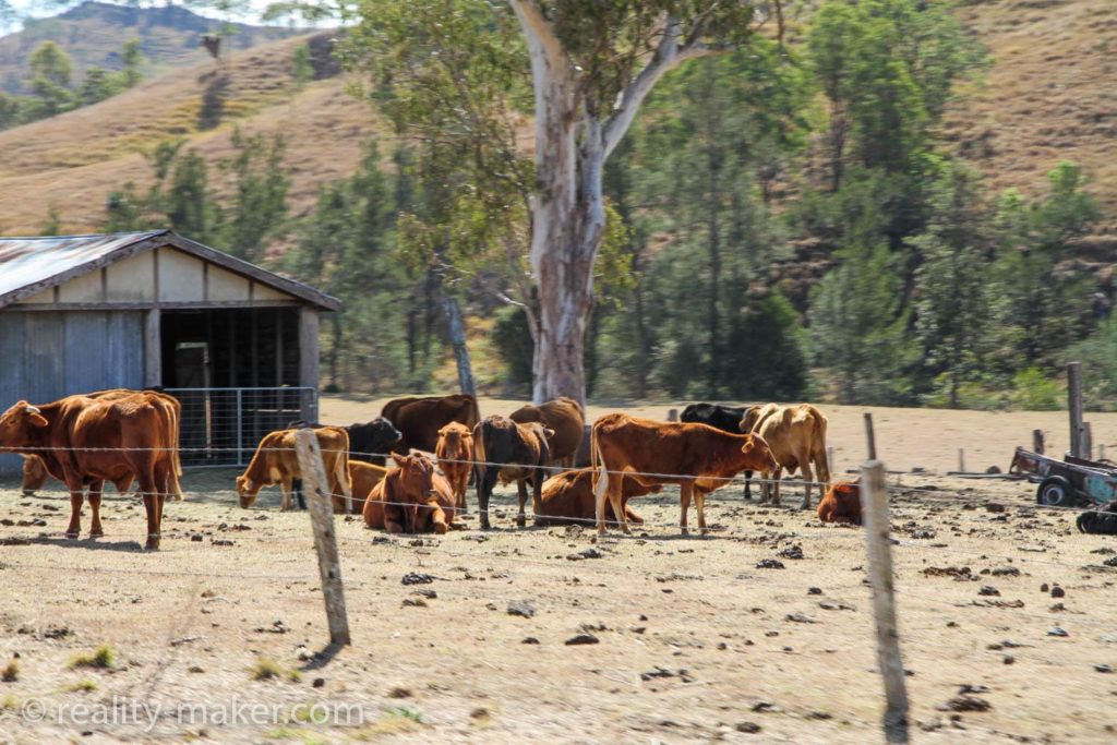 Отдых на ферме в Австралии